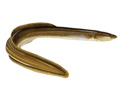 american eel