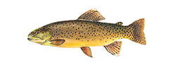 apache trout